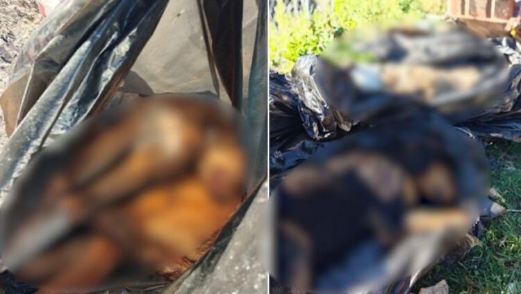 Organizata në mbrojtje të kafshëve denoncon një varr masiv qensh në zemër të Tiranës