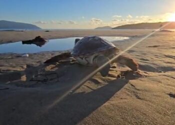 Pushuesit hasin një breshkë deti të ngordhur në plazhin e Zvërnecit