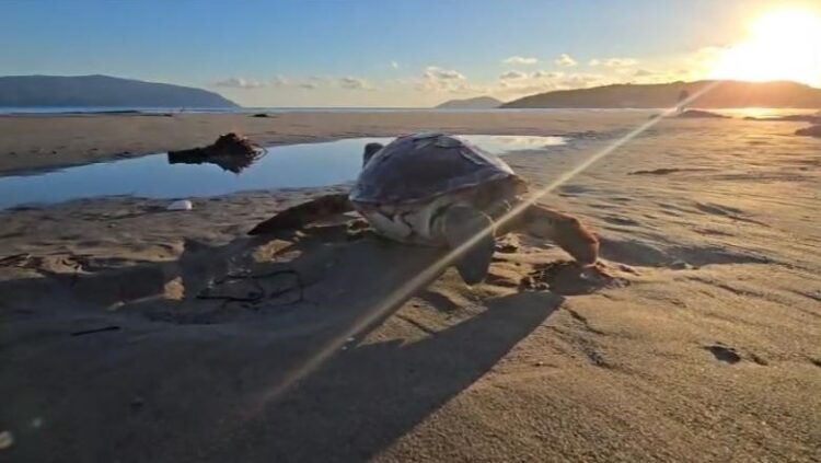 Pushuesit hasin një breshkë deti të ngordhur në plazhin e Zvërnecit