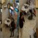 Atentati ndaj “Guçit”/ Si u lokalizua dhe arrestua Fabjan Brahja, në kërkim Bledar Çuni
