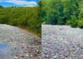 Alarm mjedisor në Kukës, liqeni mbulohet nga mbeturinat plastike