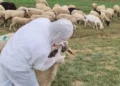 Rikthehet murtaja e bagëtive! Karantinohet një fshat në Shkodër, groposen rreth 20 krerë dele