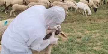Rikthehet murtaja e bagëtive! Karantinohet një fshat në Shkodër, groposen rreth 20 krerë dele