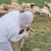 Rikthehet murtaja e bagëtive! Karantinohet një fshat në Shkodër, groposen rreth 20 krerë dele