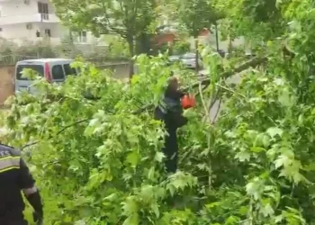 Era e fortë krijon probleme në Vlorë, dy pemë rrëzohen dhe bllokojnë rrugët
