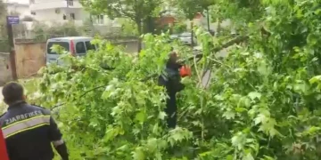 Era e fortë krijon probleme në Vlorë, dy pemë rrëzohen dhe bllokojnë rrugët