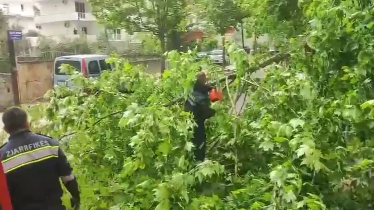 Era e fortë krijon probleme në Vlorë, dy pemë rrëzohen dhe bllokojnë rrugët