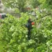 Era e fortë krijon probleme në Vlorë, dy pemë rrëzohen dhe bllokojnë rrugët