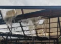 Flakët djegin tregun e fruta-perimeve në Lushnje, raportohet për dëme të mëdha materiale