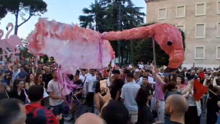 Protesta/ Mikrofoni u jepet pensionistëve! Rikthehen ‘flamingot’ në paradë, bashkohen edhe dhitë