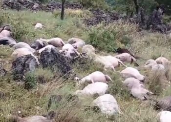 Rrufeja godet kullotat në Delvinë! Ngordhin rreth 150 dele