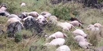 Rrufeja godet kullotat në Delvinë! Ngordhin rreth 150 dele