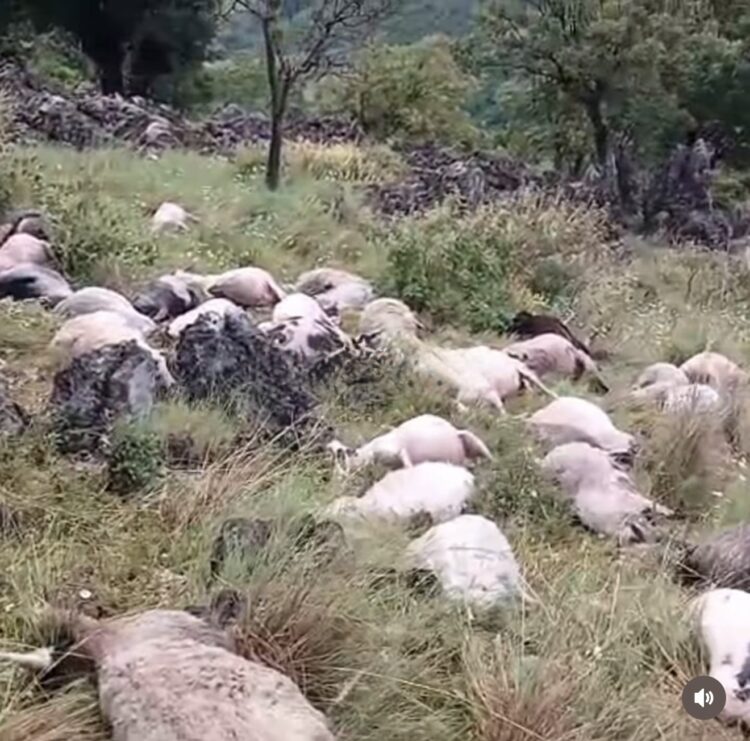 Rrufeja godet kullotat në Delvinë! Ngordhin rreth 150 dele