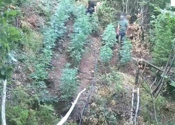 Zbulohet parcela me kanabis në Vaun e Dejës, arrestohen motër e vëlla