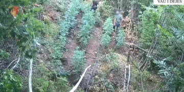 Zbulohet parcela me kanabis në Vaun e Dejës, arrestohen motër e vëlla