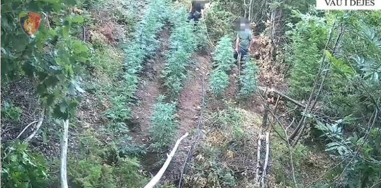 Zbulohet parcela me kanabis në Vaun e Dejës, arrestohen motër e vëlla