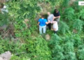 Zbulohen dy parcela me kanabis në Shkodër, arrestohen 2 persona dhe procedohet kryeplaku (Emrat)