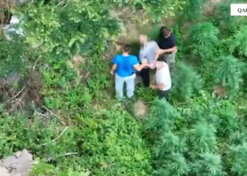 Zbulohen dy parcela me kanabis në Shkodër, arrestohen 2 persona dhe procedohet kryeplaku (Emrat)