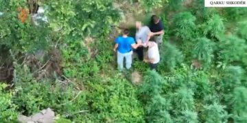 Zbulohen dy parcela me kanabis në Shkodër, arrestohen 2 persona dhe procedohet kryeplaku (Emrat)