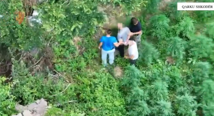Zbulohen dy parcela me kanabis në Shkodër, arrestohen 2 persona dhe procedohet kryeplaku (Emrat)
