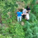 Zbulohen dy parcela me kanabis në Shkodër, arrestohen 2 persona dhe procedohet kryeplaku (Emrat)