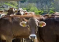 Moti i keq shkakton dëme në Kalanë e Dodës, përroi merr para 10 krerë lopë