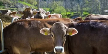 Moti i keq shkakton dëme në Kalanë e Dodës, përroi merr para 10 krerë lopë