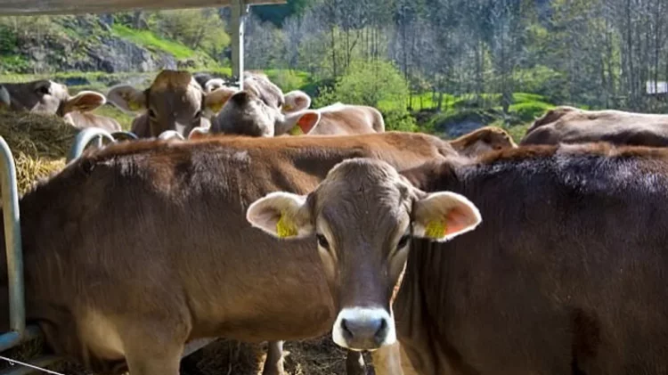 Moti i keq shkakton dëme në Kalanë e Dodës, përroi merr para 10 krerë lopë