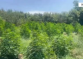 Drogë në tokë shtetërore, e pësojnë 3 punonjës të Zonave të Mbrojtura në Divjakë (Emrat)