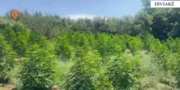 Drogë në tokë shtetërore, e pësojnë 3 punonjës të Zonave të Mbrojtura në Divjakë (Emrat)