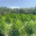 Drogë në tokë shtetërore, e pësojnë 3 punonjës të Zonave të Mbrojtura në Divjakë (Emrat)