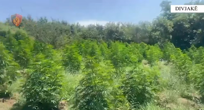 Drogë në tokë shtetërore, e pësojnë 3 punonjës të Zonave të Mbrojtura në Divjakë (Emrat)