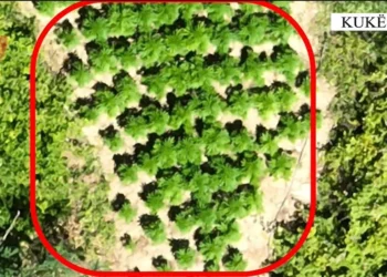 Zbulohet parcela me kanabis në Kukës, shpallen në kërkim babë e bir