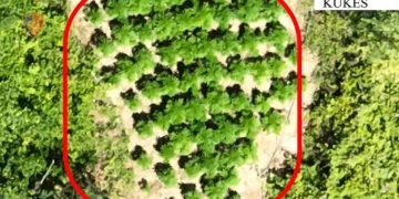 Zbulohet parcela me kanabis në Kukës, shpallen në kërkim babë e bir