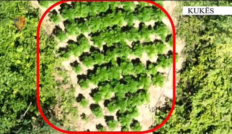 Zbulohet parcela me kanabis në Kukës, shpallen në kërkim babë e bir