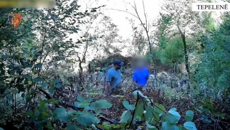 Kultivoi bimë narkotike në mes të kanioneve në Tepelenë, arrestohet në vendngjarje 57-vjeçari