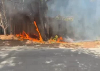 Fakët përfshijnë Pyllin e Sodës, Vlora mbulohet nga tymi, zjarrfikësit përpiqen ta ndalin