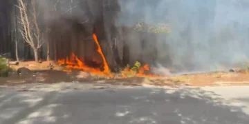 Fakët përfshijnë Pyllin e Sodës, Vlora mbulohet nga tymi, zjarrfikësit përpiqen ta ndalin