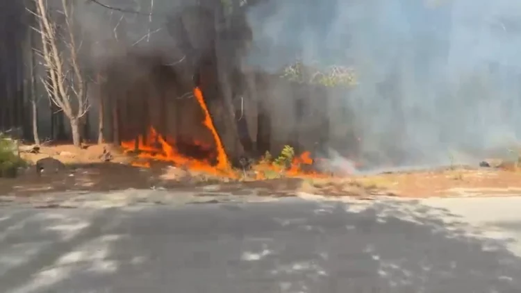 Flakët përfshijnë Pyllin e Sodës, Vlora mbulohet nga tymi, zjarrfikësit përpiqen ta ndalin