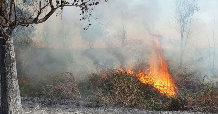 Zjarri del jashtë kontrollit në Mallakastër, flakët afrohen drejt fshatit Drenije