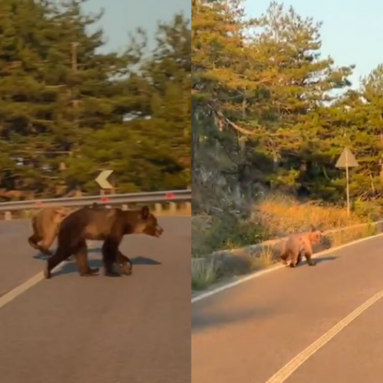 Vizitë e rrallë/ Dy arinj shfaqen pranë urës së Karatit, në hyrje të Pukës
