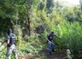 Aksion antidrogë/ Asgjësohet parcela me mbi 1100 bimë narkotike, arrestohen dy persona