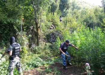 Aksion antidrogë/ Asgjësohet parcela me mbi 1100 bimë narkotike, arrestohen dy persona