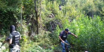 Aksion antidrogë/ Asgjësohet parcela me mbi 1100 bimë narkotike, arrestohen dy persona
