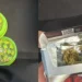 Qeni antidrogë zbulon kanabis në kufi, ndalohen dy të rinj në Qafë-Botë