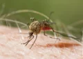 Alarm në aeroportin e Frankfurtit! Gjashtë punonjës preken nga malaria, një prej tyre humb jetën