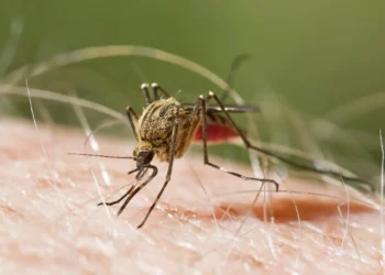 Alarm në aeroportin e Frankfurtit! Gjashtë punonjës preken nga malaria, një prej tyre humb jetën