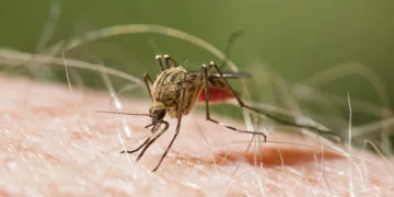 Alarm në aeroportin e Frankfurtit! Gjashtë punonjës preken nga malaria, një prej tyre humb jetën