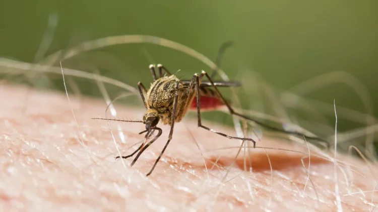 Alarm në aeroportin e Frankfurtit! Gjashtë punonjës preken nga malaria, një prej tyre humb jetën