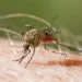 Alarm në aeroportin e Frankfurtit! Gjashtë punonjës preken nga malaria, një prej tyre humb jetën